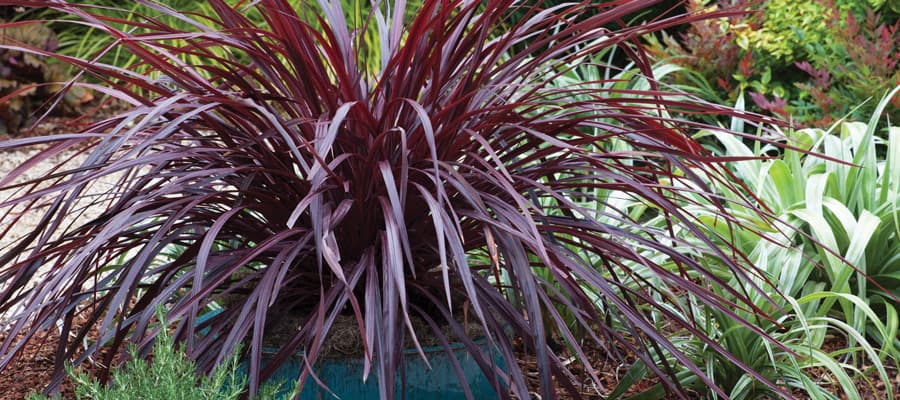 design a line cordyline container landscape