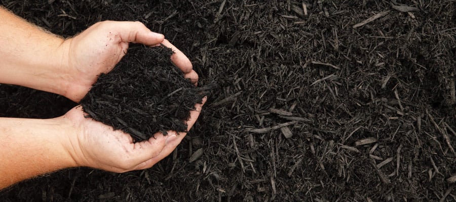 handful of dirt planting