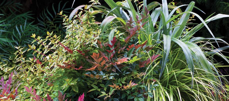 nandina fresh spring flavors close container trio